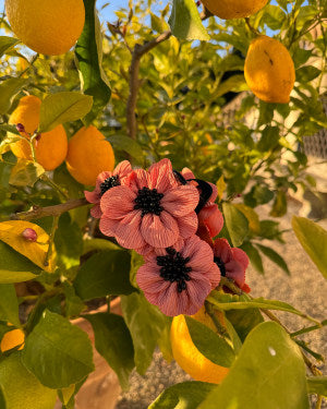 Lilibet Hair Clip Coral | Black Colour